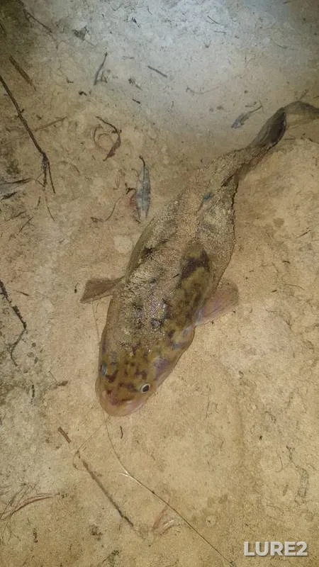 Burbot — Oka, Nov 19, 2019