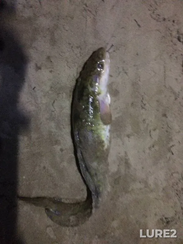 Burbot — Klyazma, Nov 11, 2019