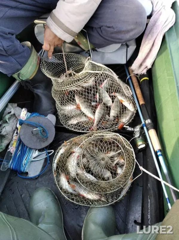 Perch — Oka, Oct 03, 2019