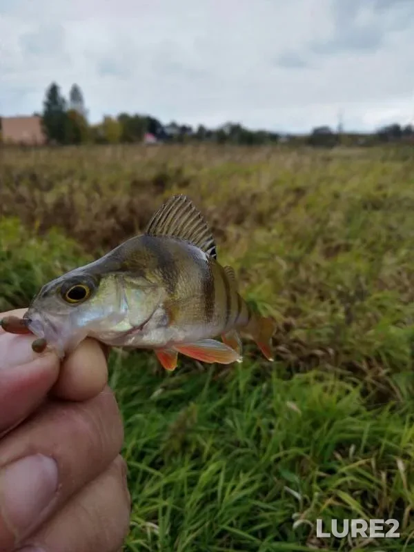 Perch — Uvod, Sep 25, 2019