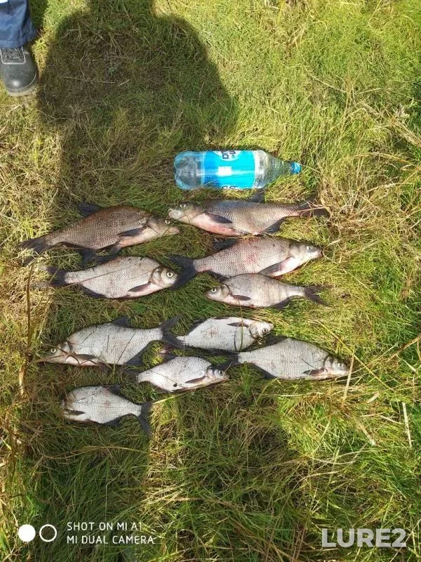 Bream — Seyma, Sep 15, 2019