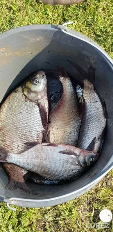 Bream — Svyatoye, Sep 08, 2019
