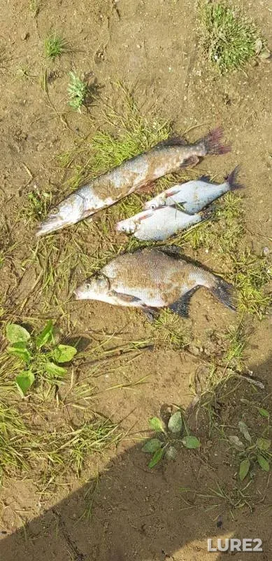 Bream, Pike — Dzerzhinskiy zaton, Sep 01, 2019