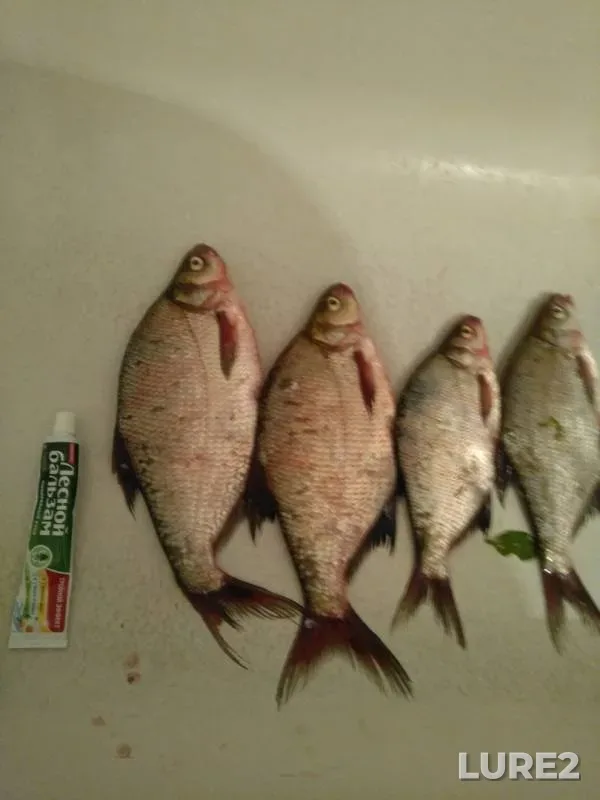 Bream — Oka, Aug 18, 2019