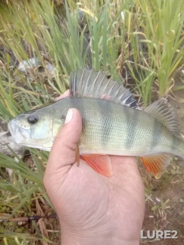 Perch — Zaryovskiy karyer, Aug 05, 2019