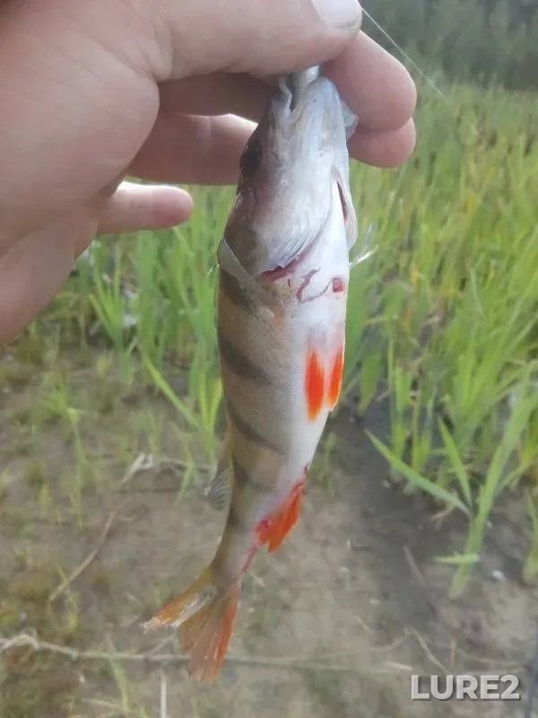 Perch — Zaryovskiy karyer, Aug 03, 2019