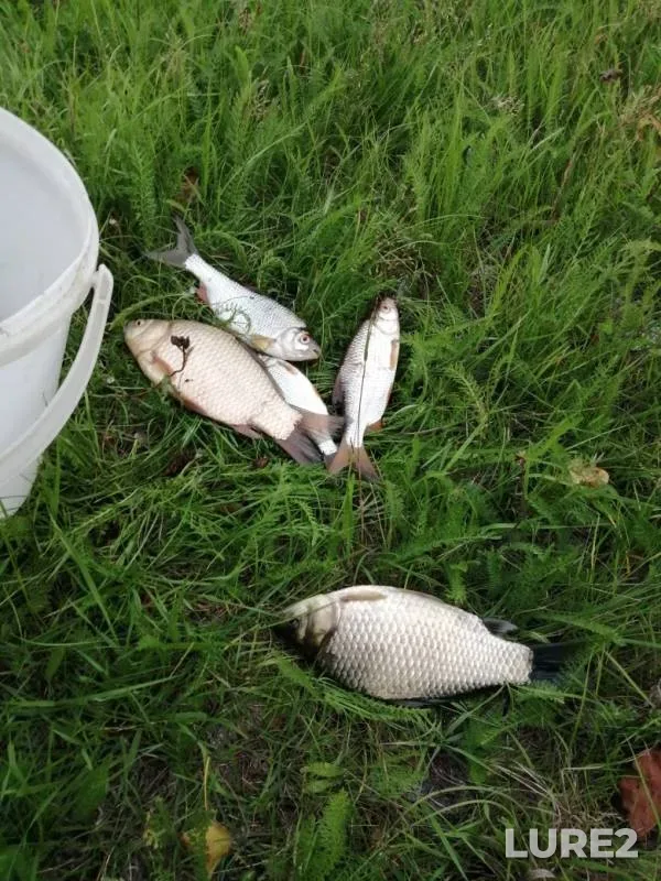 Crucian carp, Roach — Staraya Oka, Jul 27, 2019