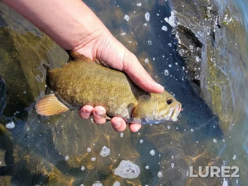 Smallmouth bass — Howard Prairie Lake, Apr 17, 2016, 7:48 PM