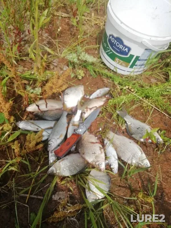 Crucian carp, Roach — Chizhkovskoye, Jul 17, 2019