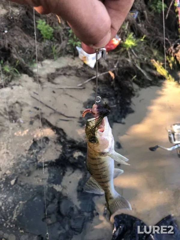 Zander — Oka, Jun 09, 2019