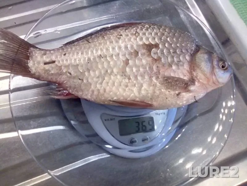 Crucian carp — Svyatoye, Jun 05, 2019