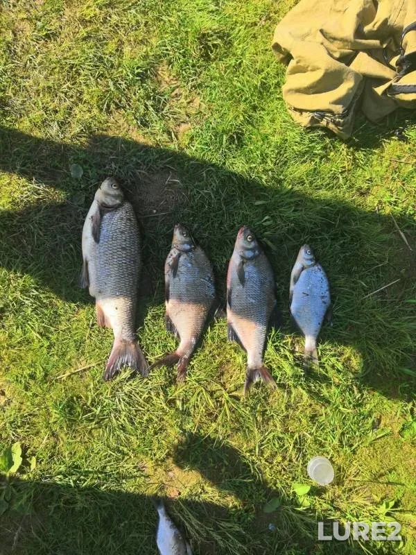 Bream, Ide — Volga, Jun 04, 2019