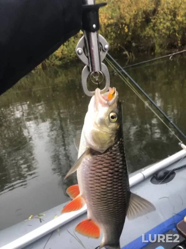 Chub, Pike — Kokryaz, Sep 23, 2019