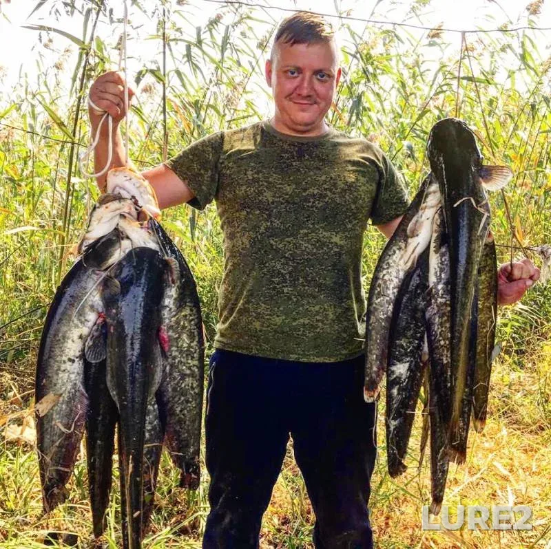 Wels catfish — Nizhnyaya Kalinovka, Sep 16, 2019