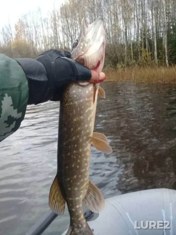 Pike — Starskoye, Oct 14, 2019