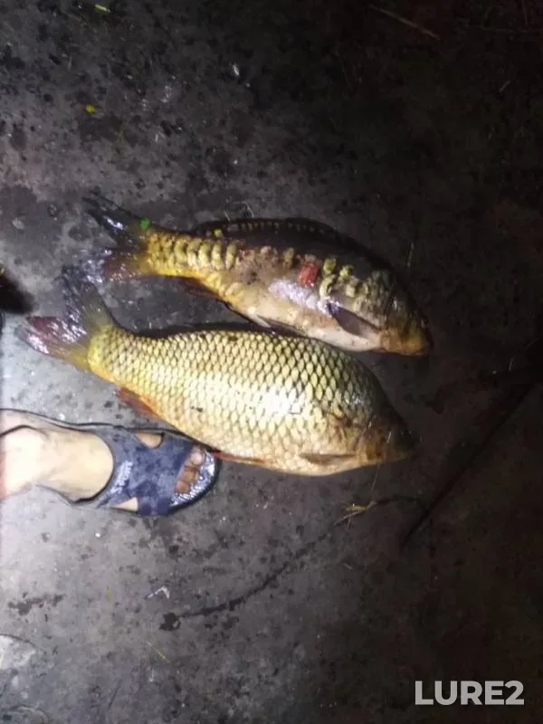 Carp — Prutishche, Jul 16, 2019