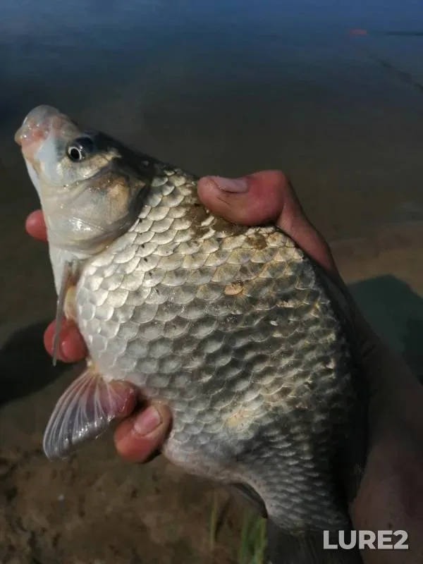 Bream, Crucian carp — Svapa, Jun 24, 2019