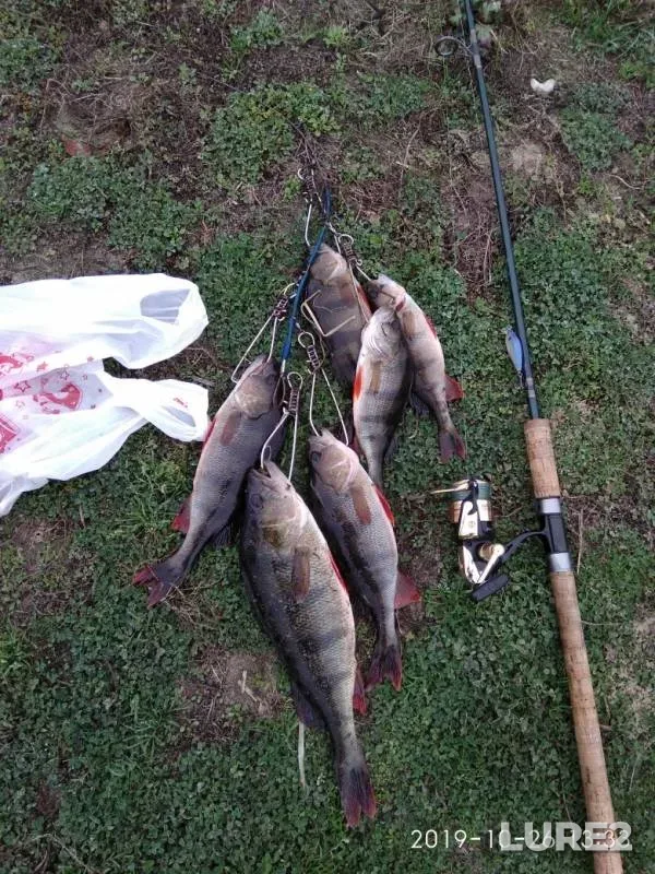 Perch — Seym, Oct 26, 2019