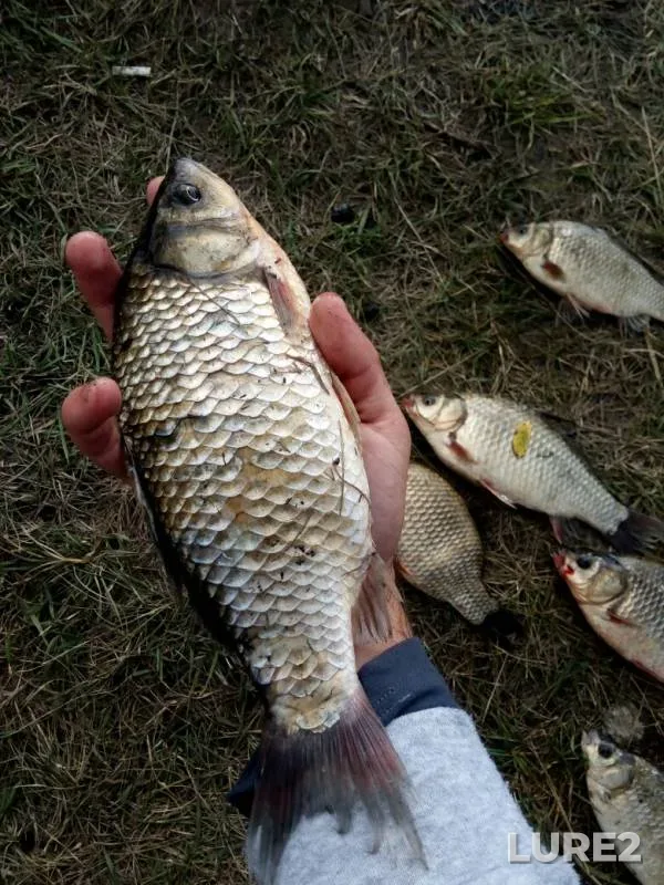 Crucian carp — Kurskaya oblast, Aug 10, 2019