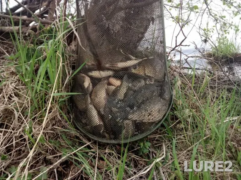 Crucian carp, Tench — Staraya Oka, May 11, 2019