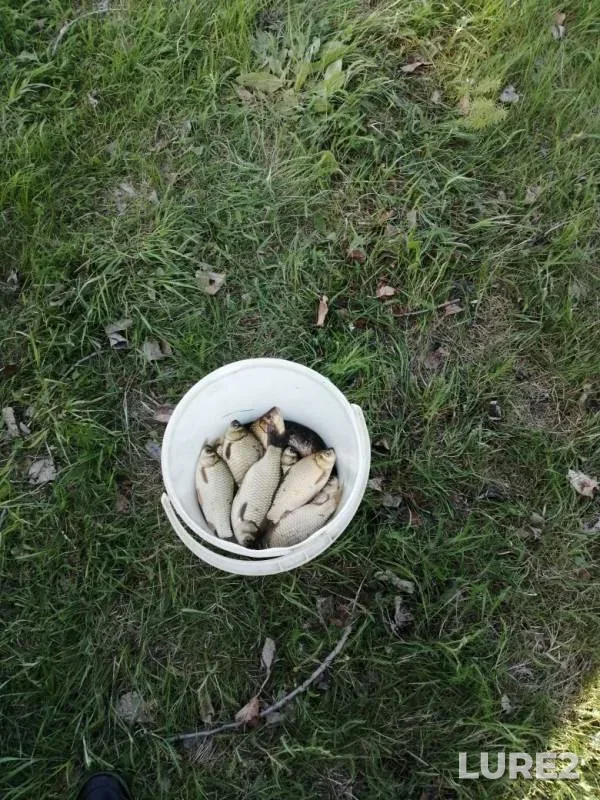 Crucian carp — Staraya Oka, May 19, 2019