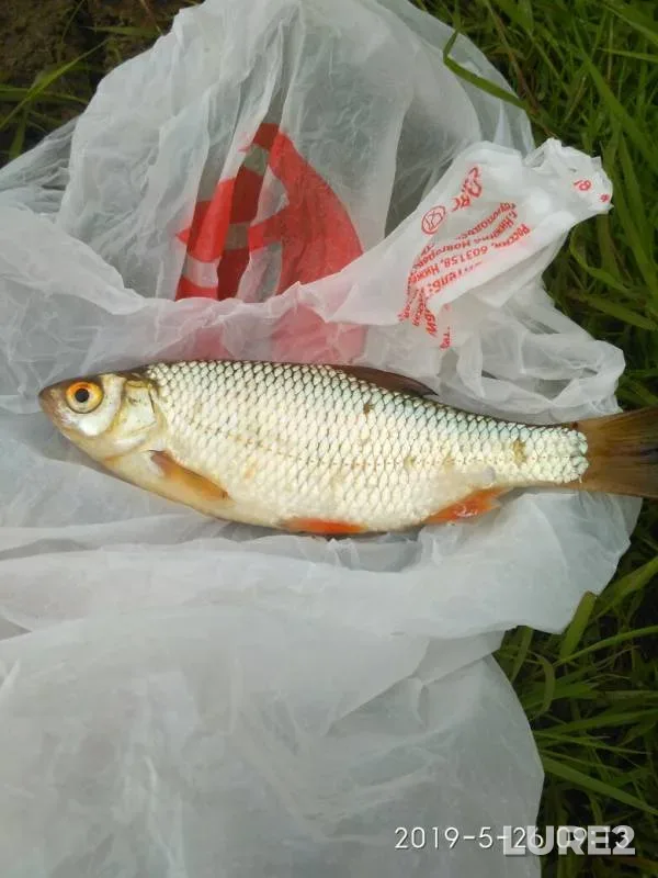 Roach — Oka, May 26, 2019