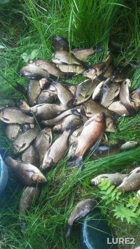 Crucian carp — Pyrskoye, Jun 01, 2019