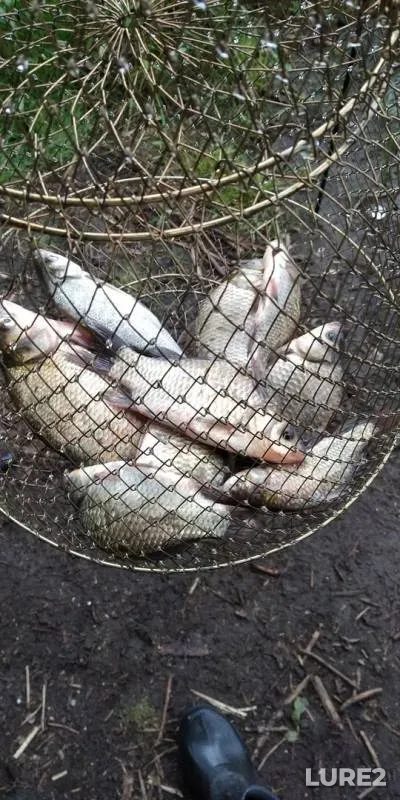 Bream, Crucian carp — Respublika Tatarstan, Jul 30, 2019