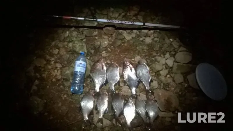 Bream, White bream — Oka, Jun 23, 2019