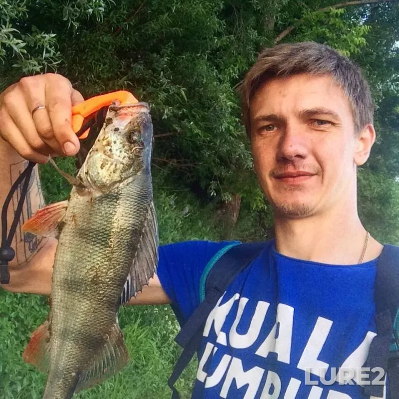 Perch — Klyazma, Jun 20, 2019