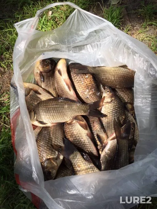 Crucian carp — Pyrskoye, Jun 18, 2019