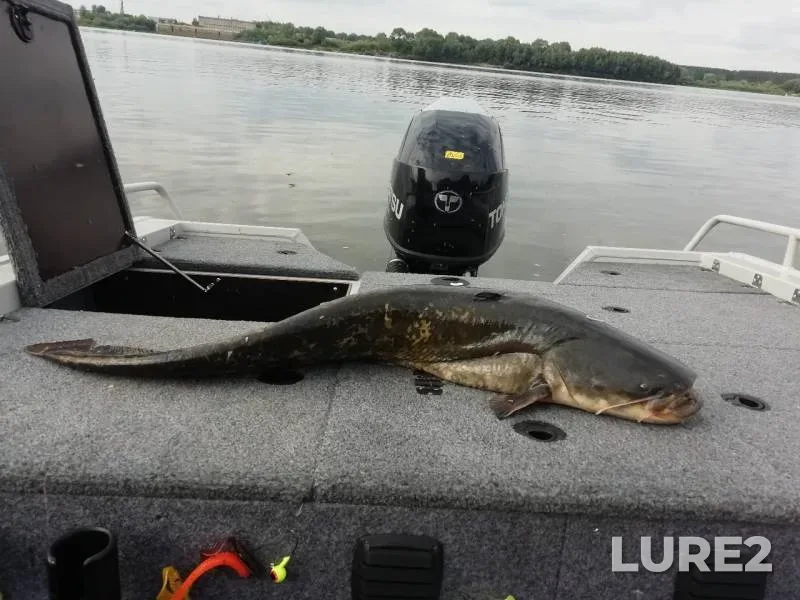 Wels catfish — Gnilichka, Jun 15, 2019
