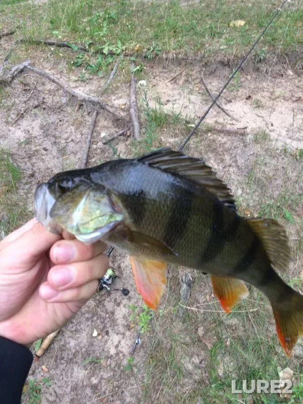 Perch — Sovets, Jun 14, 2019