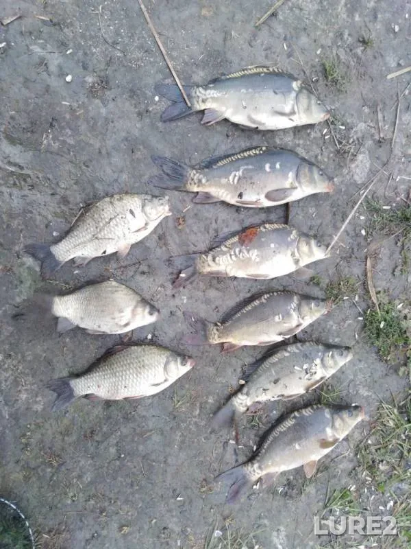 Carp, Crucian carp — Gustomoy, Jun 23, 2019