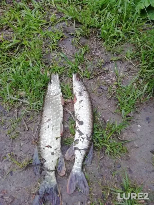 Pike — Seym, May 14, 2019