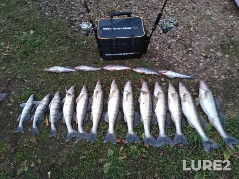 Perch, Pike — Respublika Bashkortostan, Oct 17, 2019