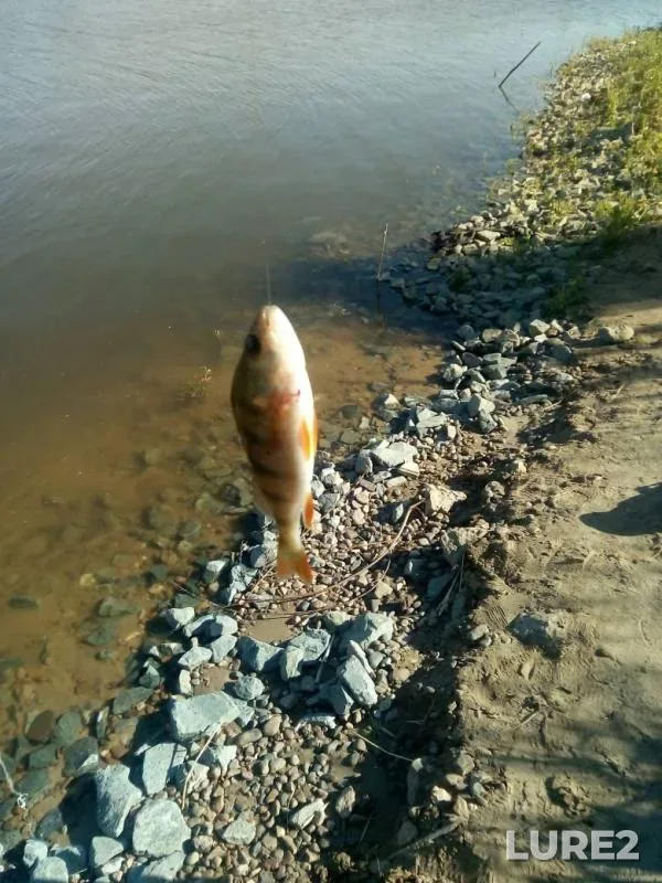 Perch — Kazanka, Jun 14, 2019