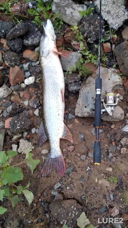 Pike — Belaya, Aug 30, 2019