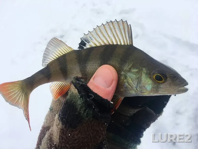 Perch — Moskovskaya oblast, Dec 25, 2018