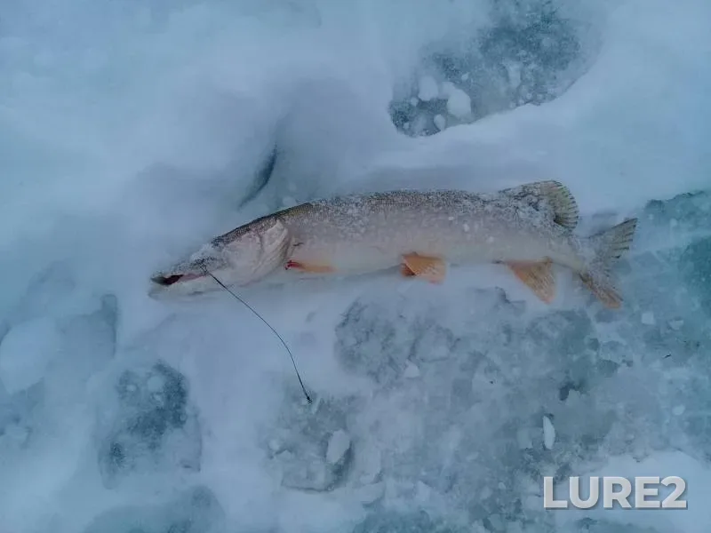 Pike — Kyrykmas, Dec 29, 2018