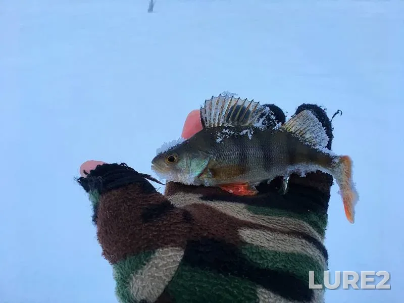 Perch, Pike — Yuzhnyy, Jan 13, 2019