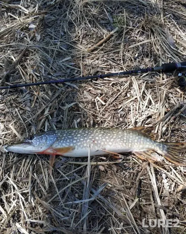 Pike — Koktsikmen, Apr 29, 2019