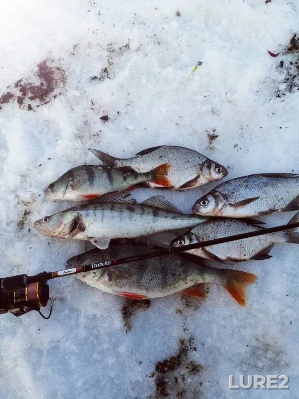 Bream, Perch — Sylvinskiy zaliv, Apr 09, 2019