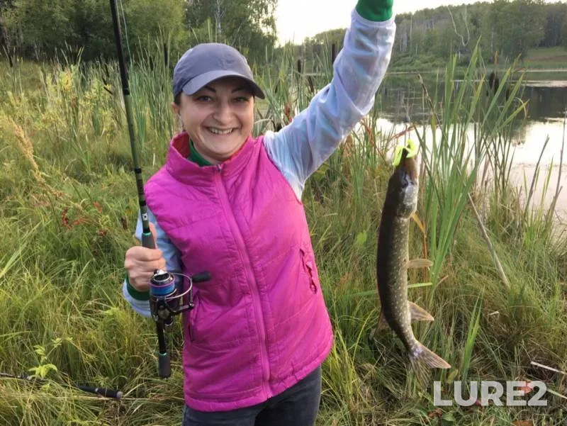 Pike — Novosibirskaya oblast, Aug 12, 2019