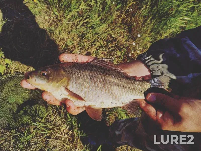 Crucian carp — Usmanka, Sep 06, 2019