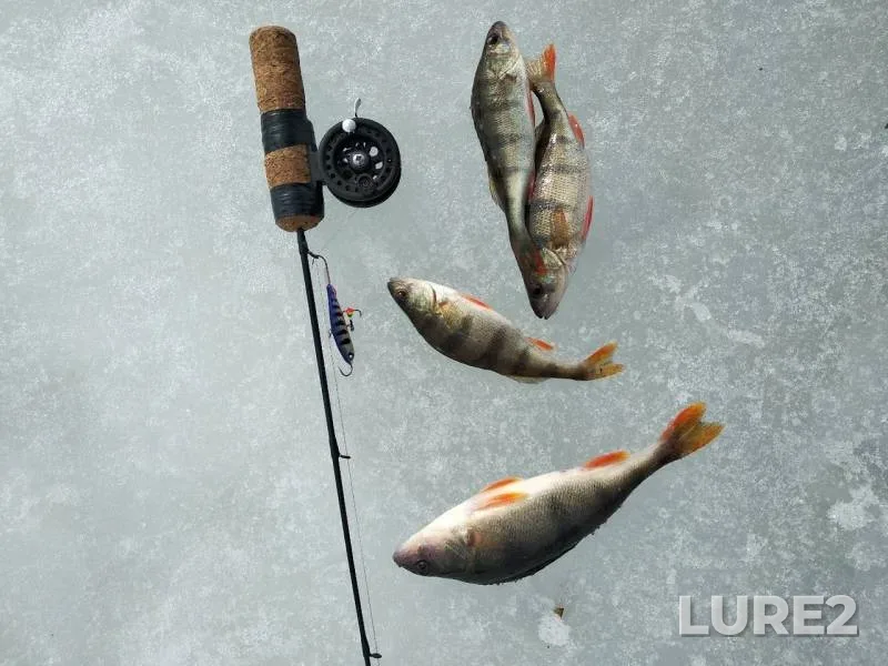 Perch — Belaya, Mar 22, 2019