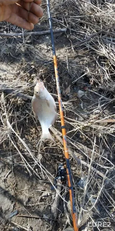 Bream — Belaya, Apr 22, 2019