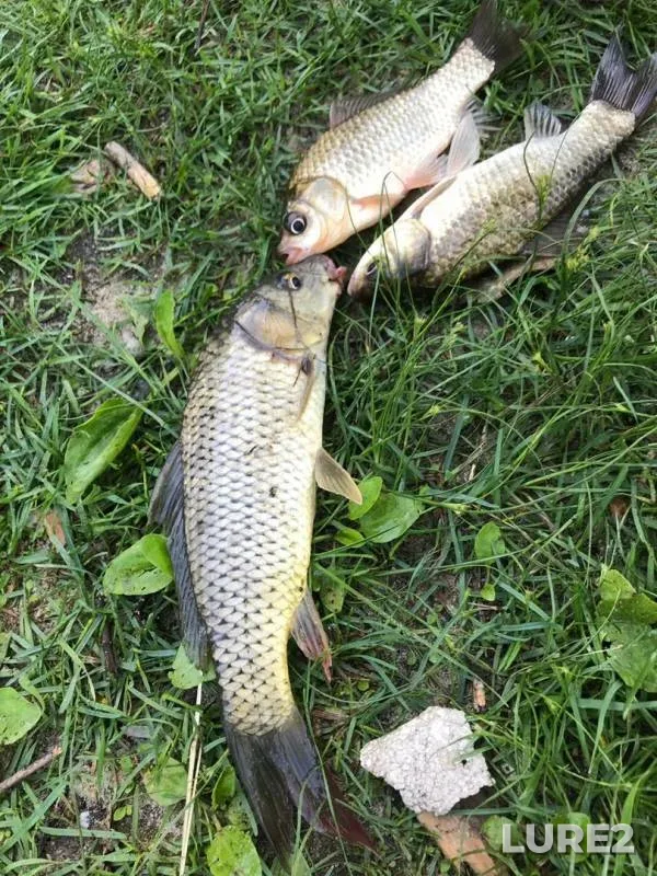 Crucian carp — Don, Jun 06, 2019
