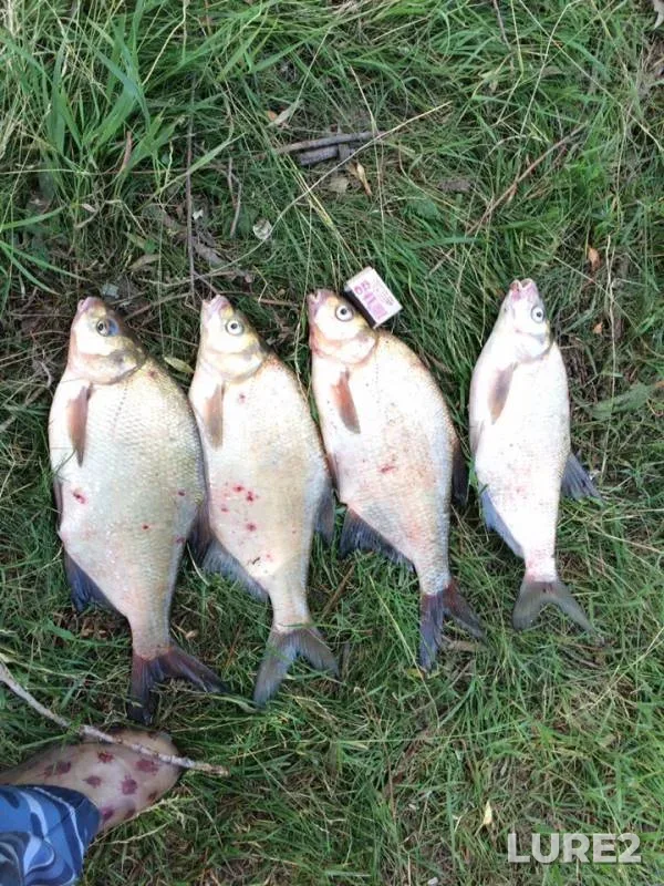 Bream — Belaya, Jul 11, 2019