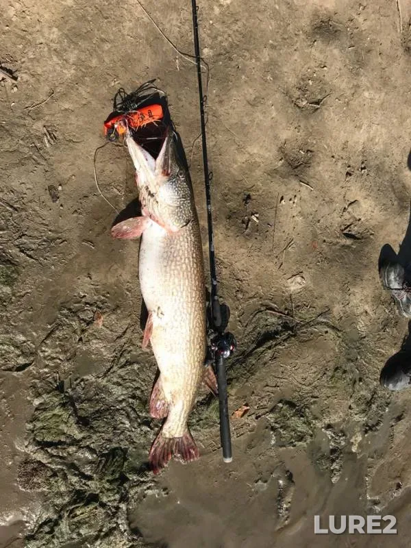 Pike — Volga, Oct 02, 2018